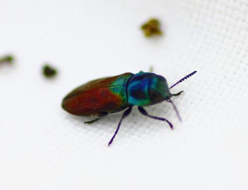 Réf. 240 339 : Anthaxia sp.